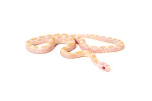 Pantherophis guttatus, cinder caramel albinos